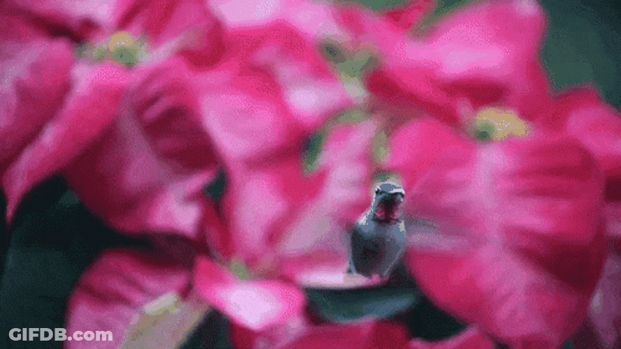Cute Hummingbird With Flower GIF