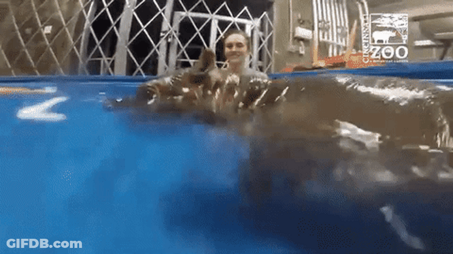 Cute Hungry Baby Hippo Swimming GIF