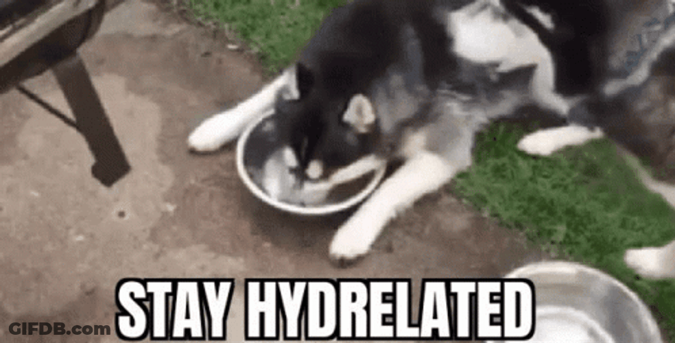 Cute Husky Dog Drink Water Playfully GIF