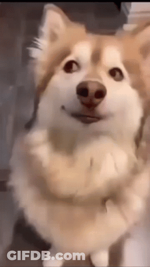 Cute Husky Doge Meme GIF