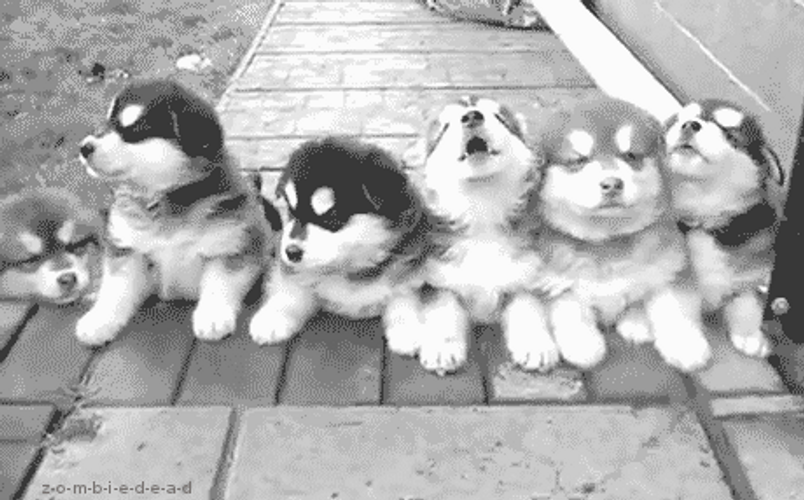 Cute Husky Dogs Line Up GIF