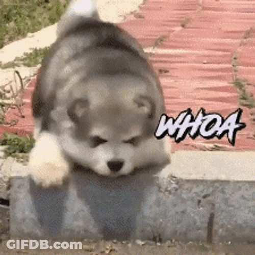 Cute Husky Falling GIF