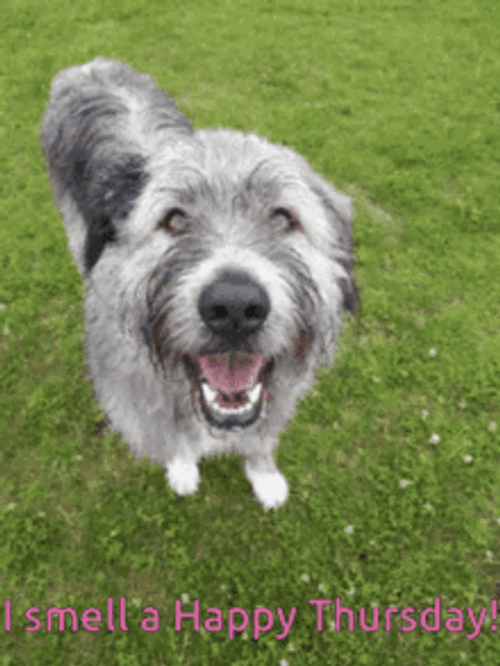 Cute Irish Wolfhound Dog Smells Funny Thursday GIF