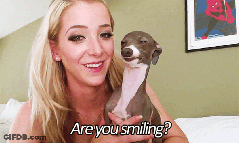 Cute Italian Greyhound Dog Little Smile GIF