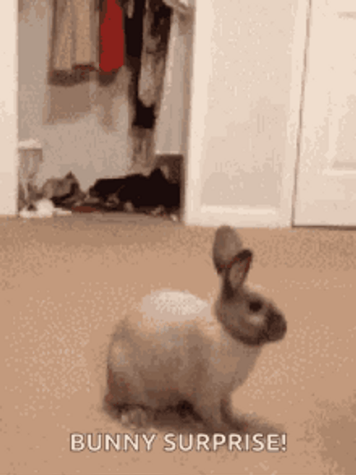 Cute Jumping Rabbit Pair GIF