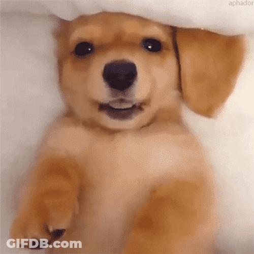 Cute Kawaii Dog Winking GIF