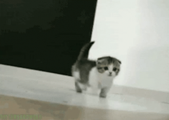 Cute Kitten Baby Cat Walking GIF