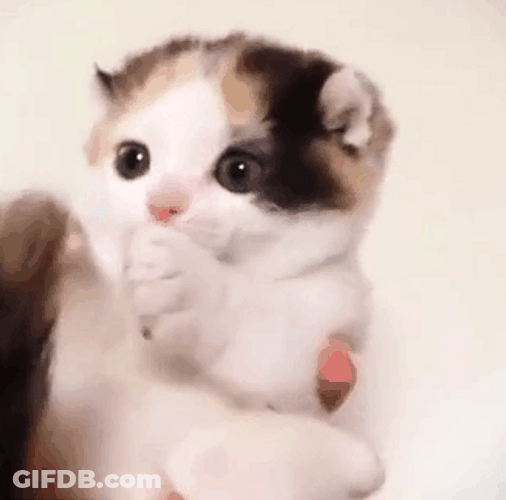 Cute Kitten Biting Its Own Tail GIF