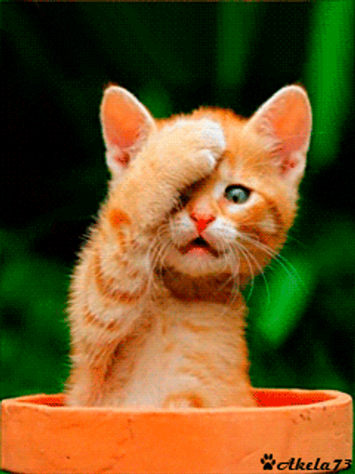 Cute Kitten Blinking GIF