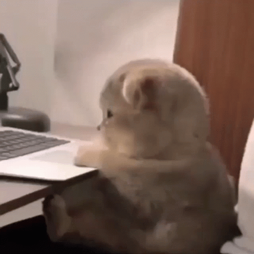 Cute Kitten Cat Angry Working Computer GIF