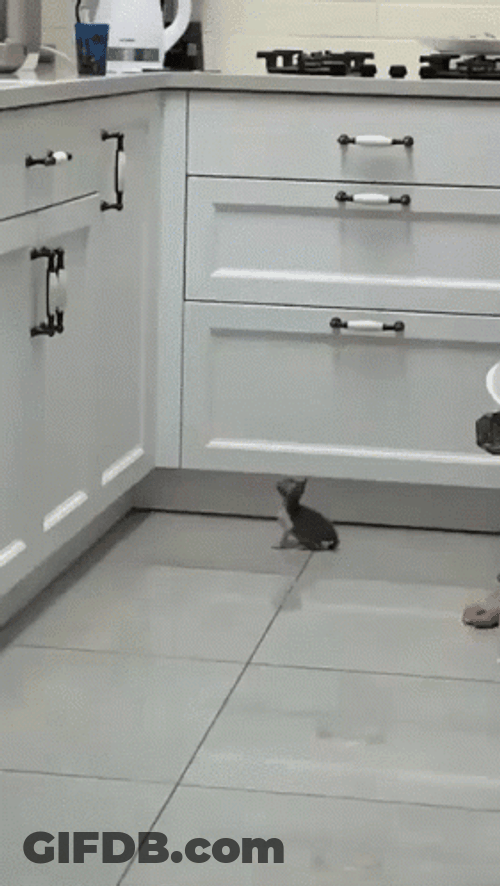 Cute Kitten Cat Jumping GIF