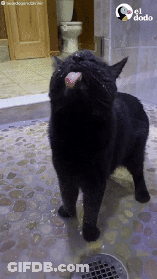 Cute Kitten Catching Bath Water GIF