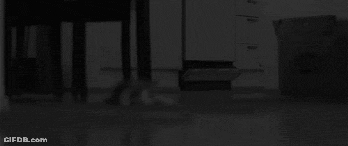 Cute Kitten Crawling Stalker GIF