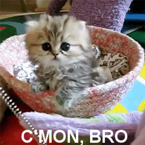 Cute Kitten Encouraging GIF