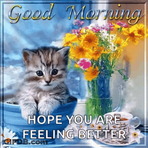 Cute Kitten Feeling Better Creative Design GIF
