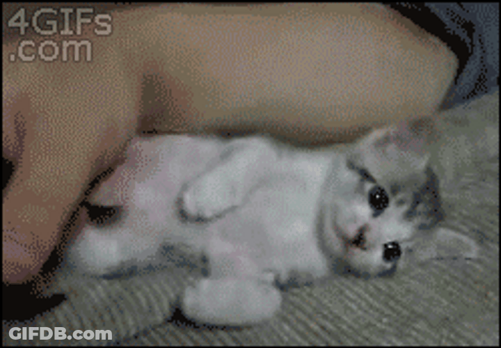 Cute Kitten Fell Asleep GIF