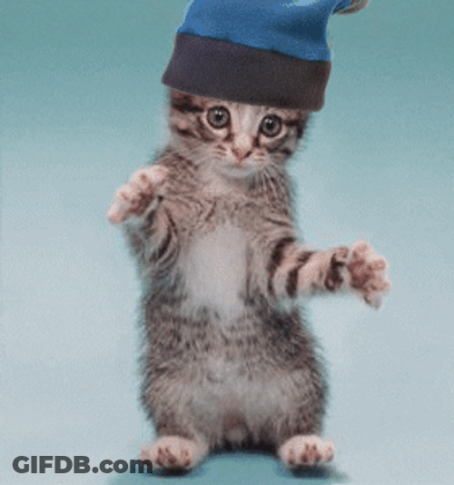 Cute Kitten Funny Dance GIF