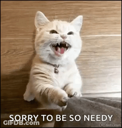 Cute Kitten GIF