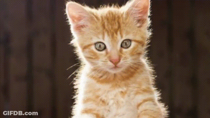 Cute Kitten Images GIF