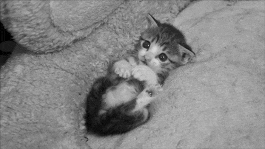 Cute Kitten In Bed GIF