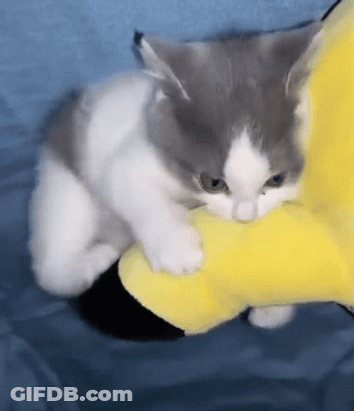 Cute Kitten Kicking Toy GIF