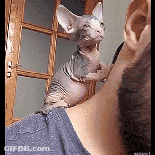 Cute Kitten Kneading Human's Back GIF