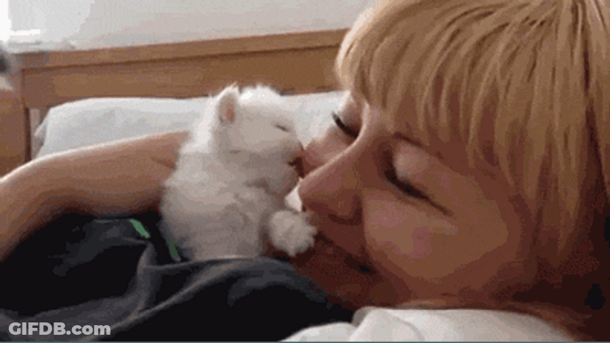 Cute Kitten Lick Nose GIF