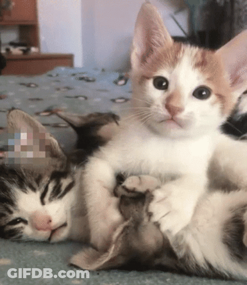 Cute Kitten Licking Its Sibling GIF