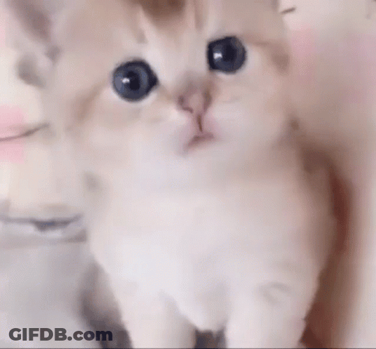 Cute Kitten Looking Innocent GIF