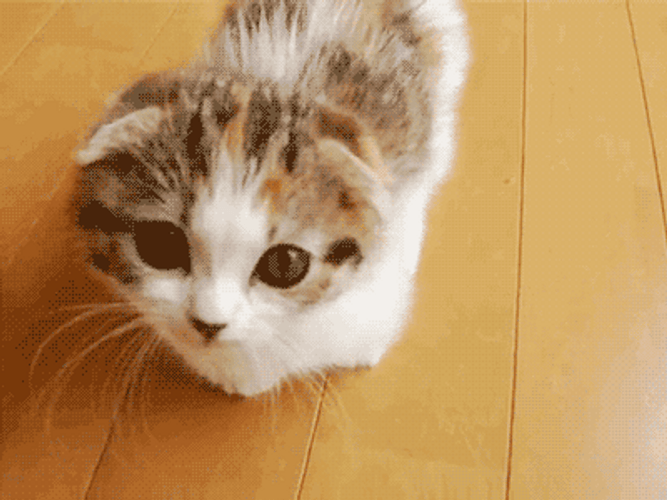 Cute Kitten Looking Sad GIF