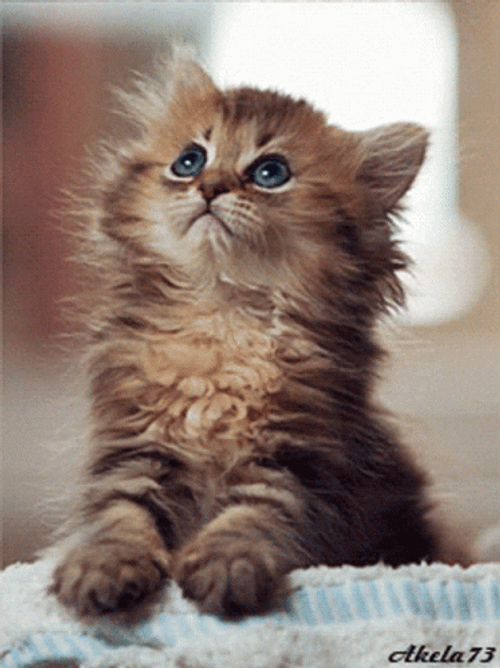 Cute Kitten Looking Up GIF
