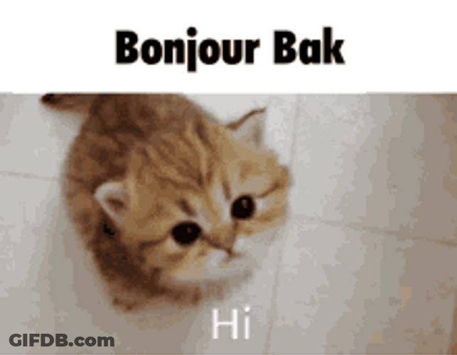Cute Kitten Looking Up Bonjour Bak GIF