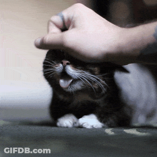 Cute Kitten Loves Caress GIF