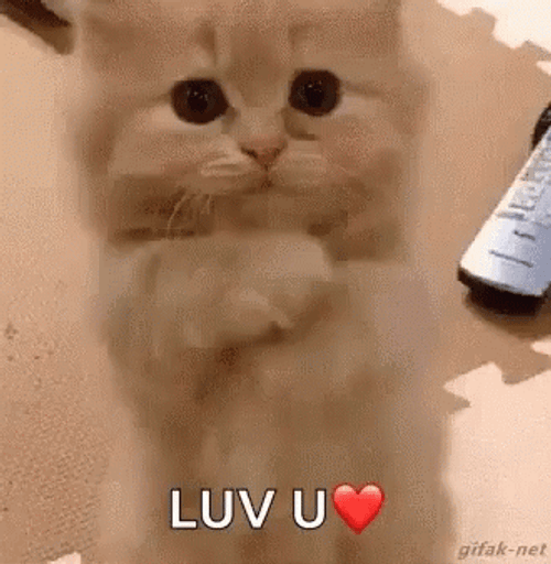 Cute Kitten Luv U GIF