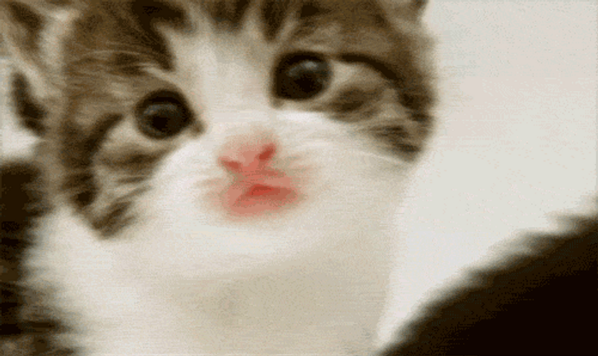 Cute Kitten Meowing GIF