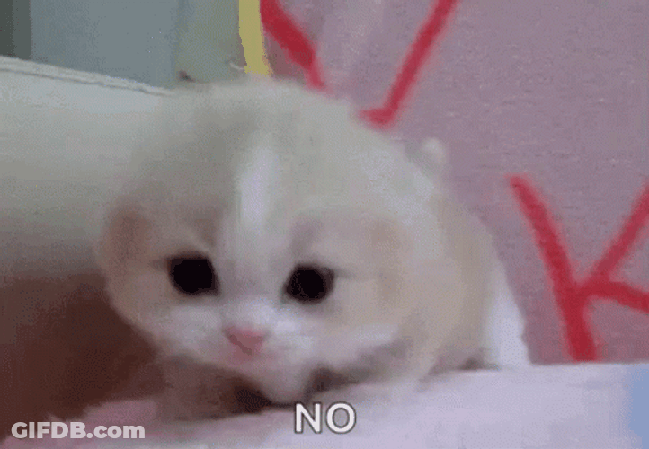 Cute Kitten Meows No GIF