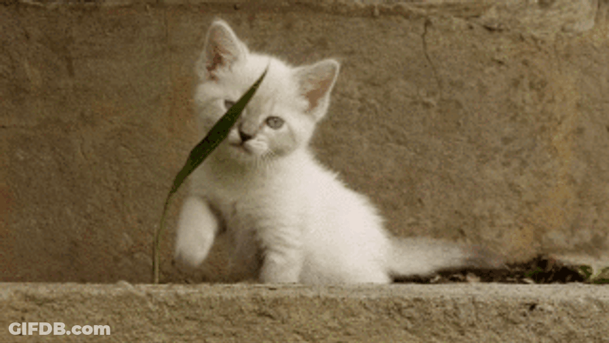 Cute Kitten Playing With Leaf GIF