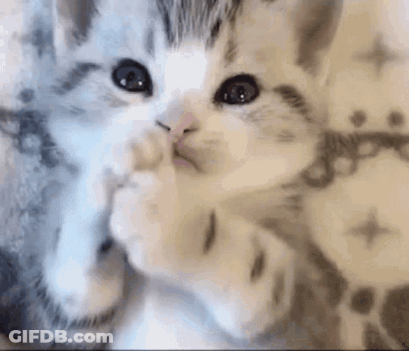 Cute Kitten Playing With Own Paw GIF