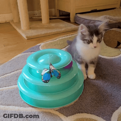 Cute Kitten Playing With Puzzle Toy GIF