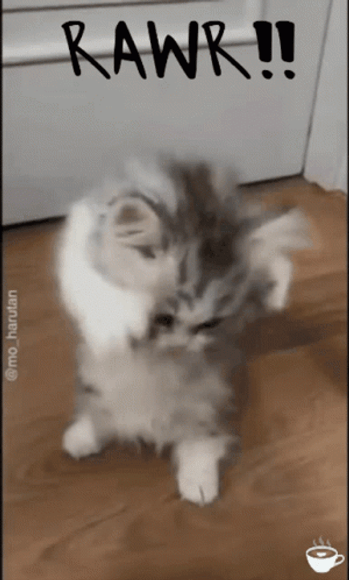 Cute Kitten Rawr GIF