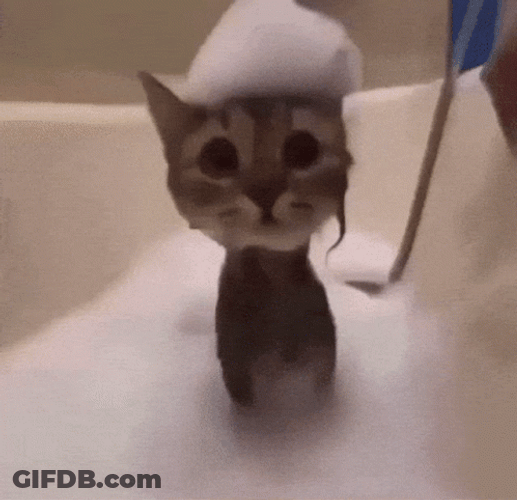 Cute Kitten Receives Bubble Bath GIF