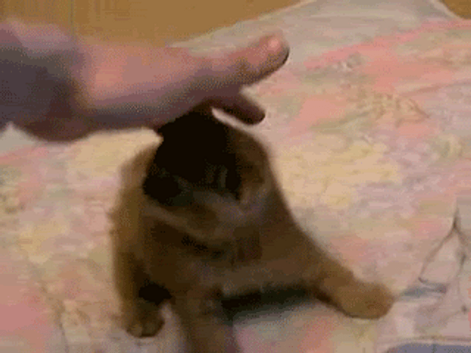 Cute Kitten Rolling Over GIF