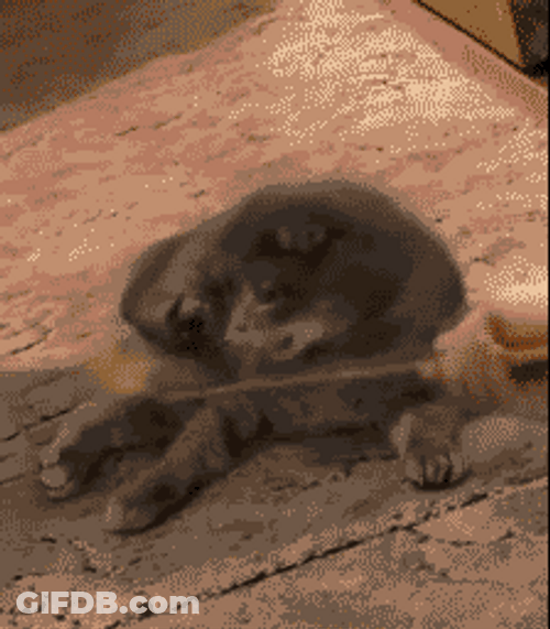 Cute Kitten Shocked Reaction GIF