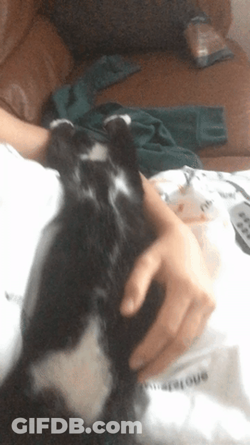 Cute Kitten Sleeping On Lap GIF