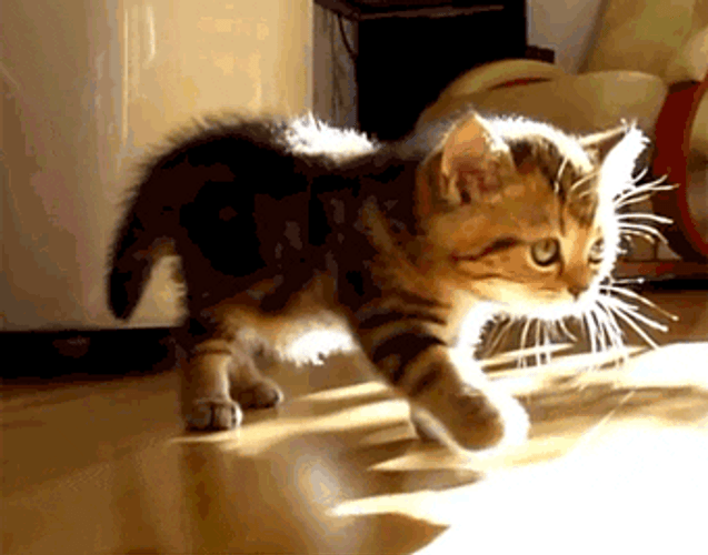 Cute Kitten Stretching GIF