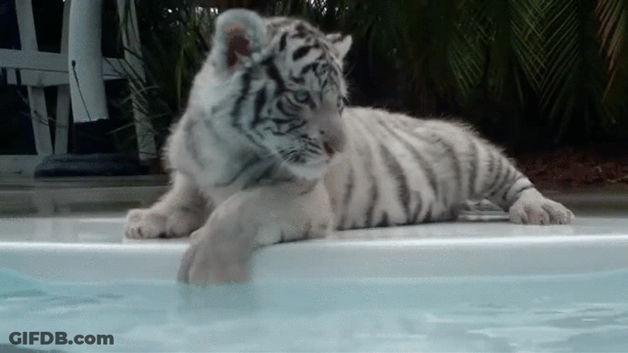 Cute Kitten Tiger At Poolside GIF