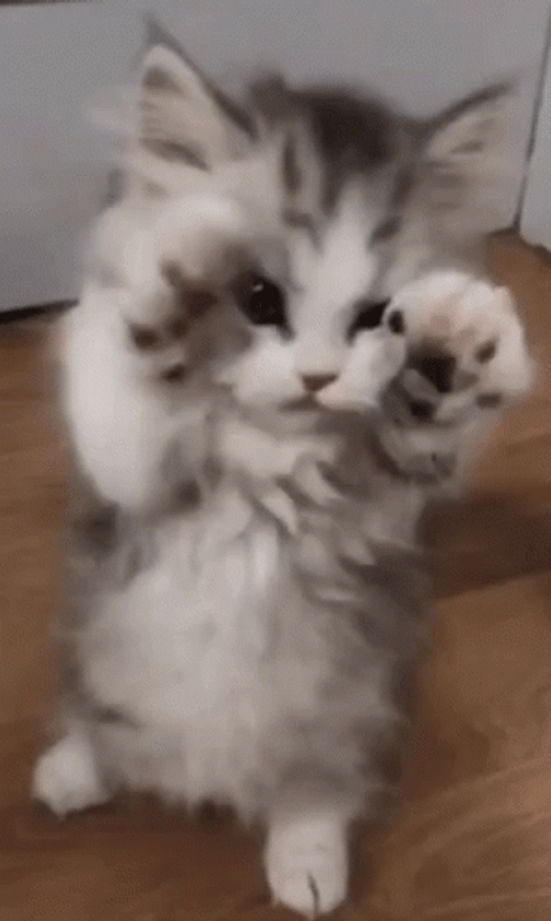 Cute Kitten Wants To Fight GIF