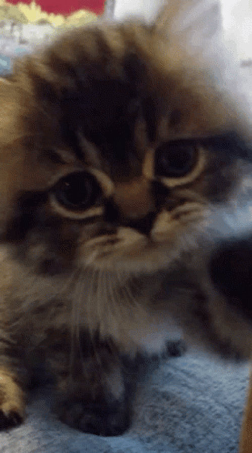 Cute Kitten Waving Hi GIF
