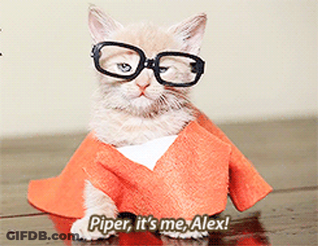 Cute Kitten Wearing Eyeglasses GIF
