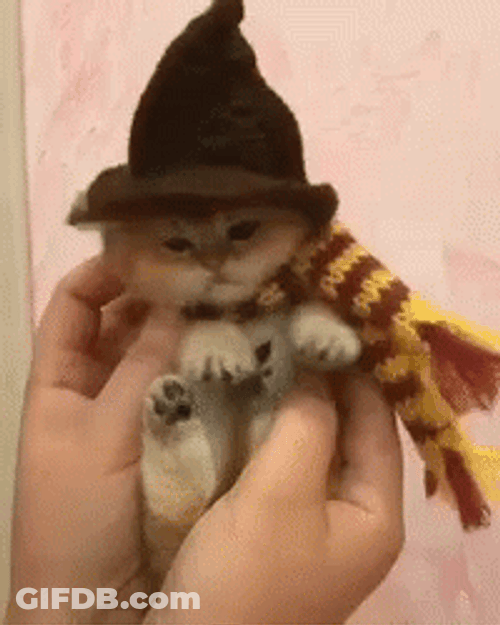 Cute Kitten Wearing Sorting Hat GIF